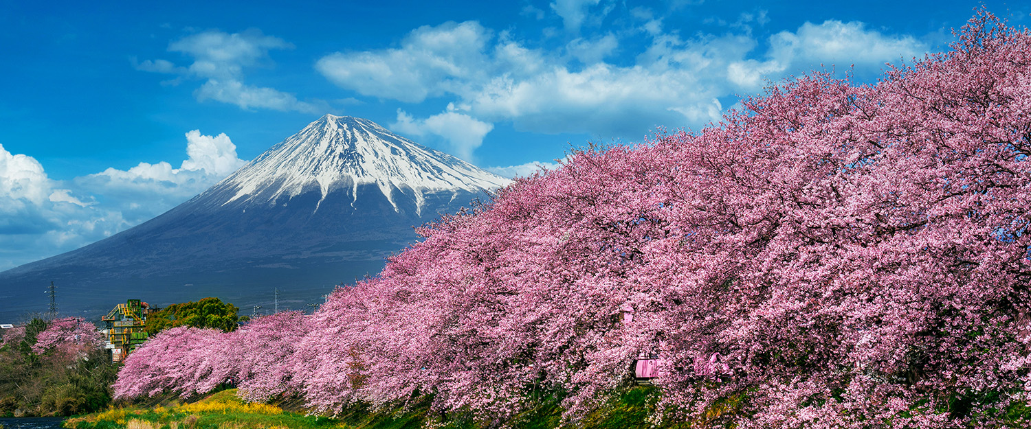 Japan Family Tour Package